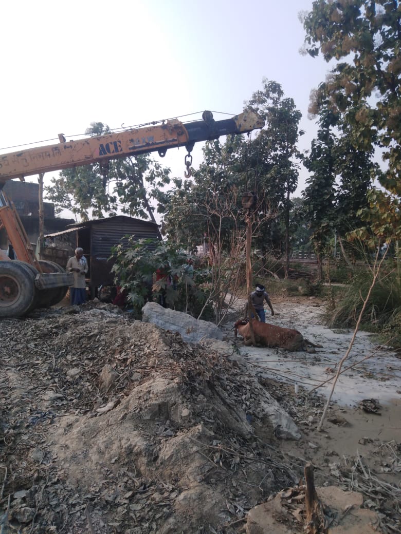 कीचड़ भरे गड्ढे में फंसा पशु, क्रेन की मदद से बचाई गई जान